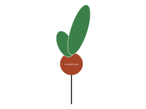 Ravanello Logo